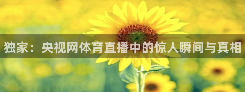 河豚篮球在线直播